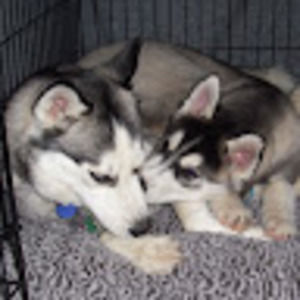 Meet your Posher, Helene